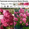 Гортензия метельчатая (Hydrangea paniculata) Фрейз Мельба Р9 СП/26