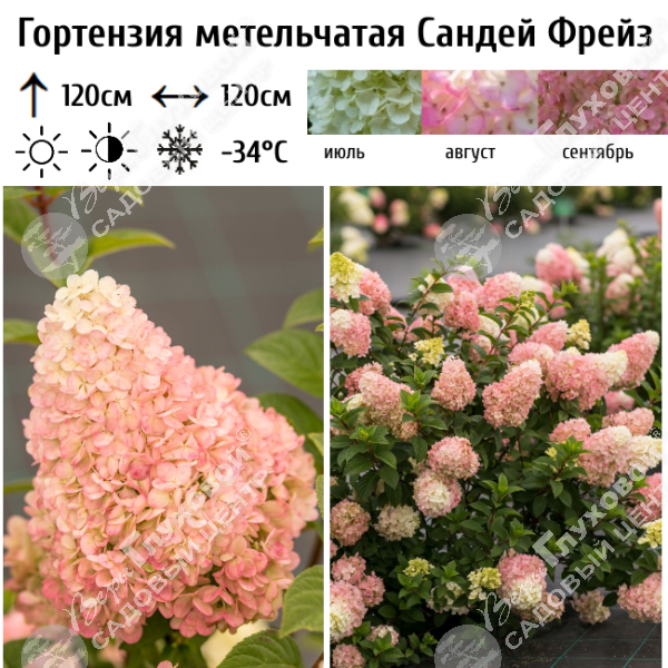 Гортензия метельчатая "Сандей Фрейз" на фото