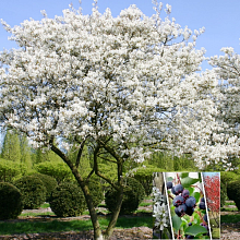 Основное изображение товара