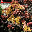 Очиток 