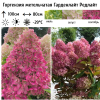 Гортензия метельчатая (Hydrangea paniculata) Гарденлайт Редлайт С3 СП/25