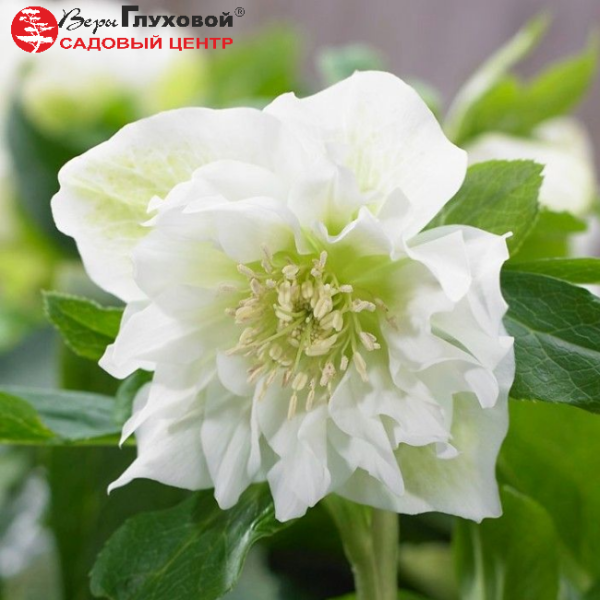 Основное изображение товара