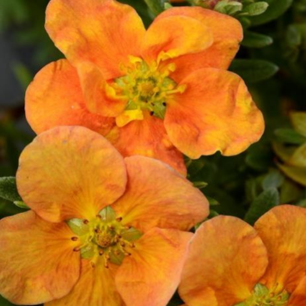 Основное изображение товара