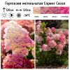 Гортензия метельчатая (Hydrangea paniculata) Спрингл Сиззл С5 ГЕ/26