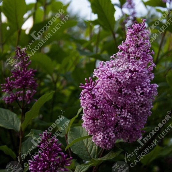 Сирень Венгерская на фото