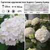 Гортензия крупнолистная (Hydrangea macrophyllа) Эндлесс Саммер Брайд  С3 БдН/24
