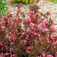 Основное изображение товара