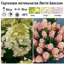 Основное изображение товара