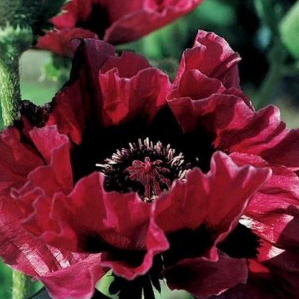 Основное изображение товара