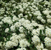 Спирея стелющаяся (Spiraea decumbens) С3 СП/24