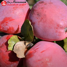 Основное изображение товара