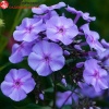 Флокс метельчатый (Phlox paniculata) Блю Бой С3 СП/24