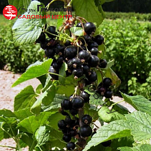 Основное изображение товара