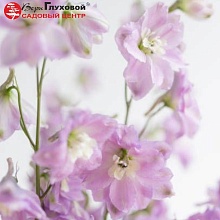 Основное изображение товара