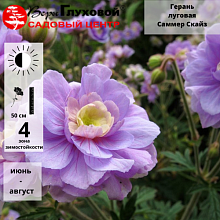 Герань кроваво-красная 