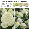 Гортензия метельчатая (Hydrangea paniculata) Скайфолл 2-3вет ОКС СП/25