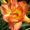 Лилейник (Hemerocallis) Франсис Джойнер С3 ГлХ/26
