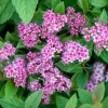 Спирея японская (Spiraea japonica) Манон С3 СП/23