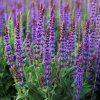 Шалфей дубравный (Salvia nemerosa) Остфрисленд С3 СП/24