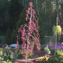 Основное изображение товара