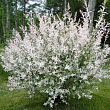 Ива цельнолистная 