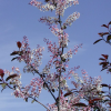 Черемуха обыкновенная (Prunus padus) Колората 14/16 500-550 ТС60 ГВр/26