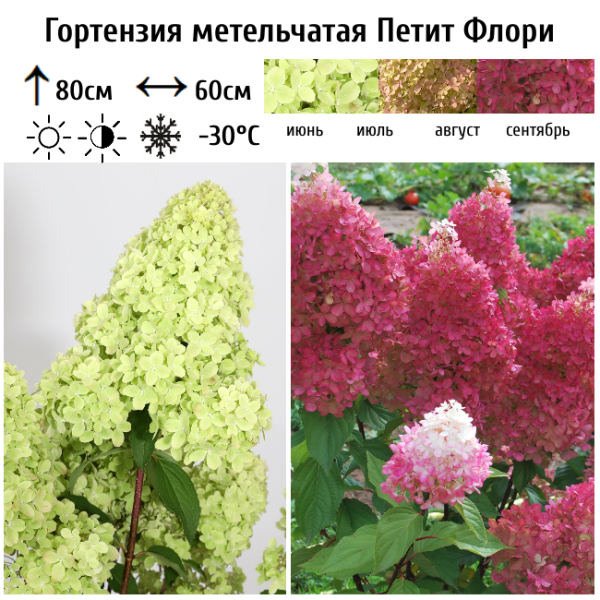 Основное изображение товара