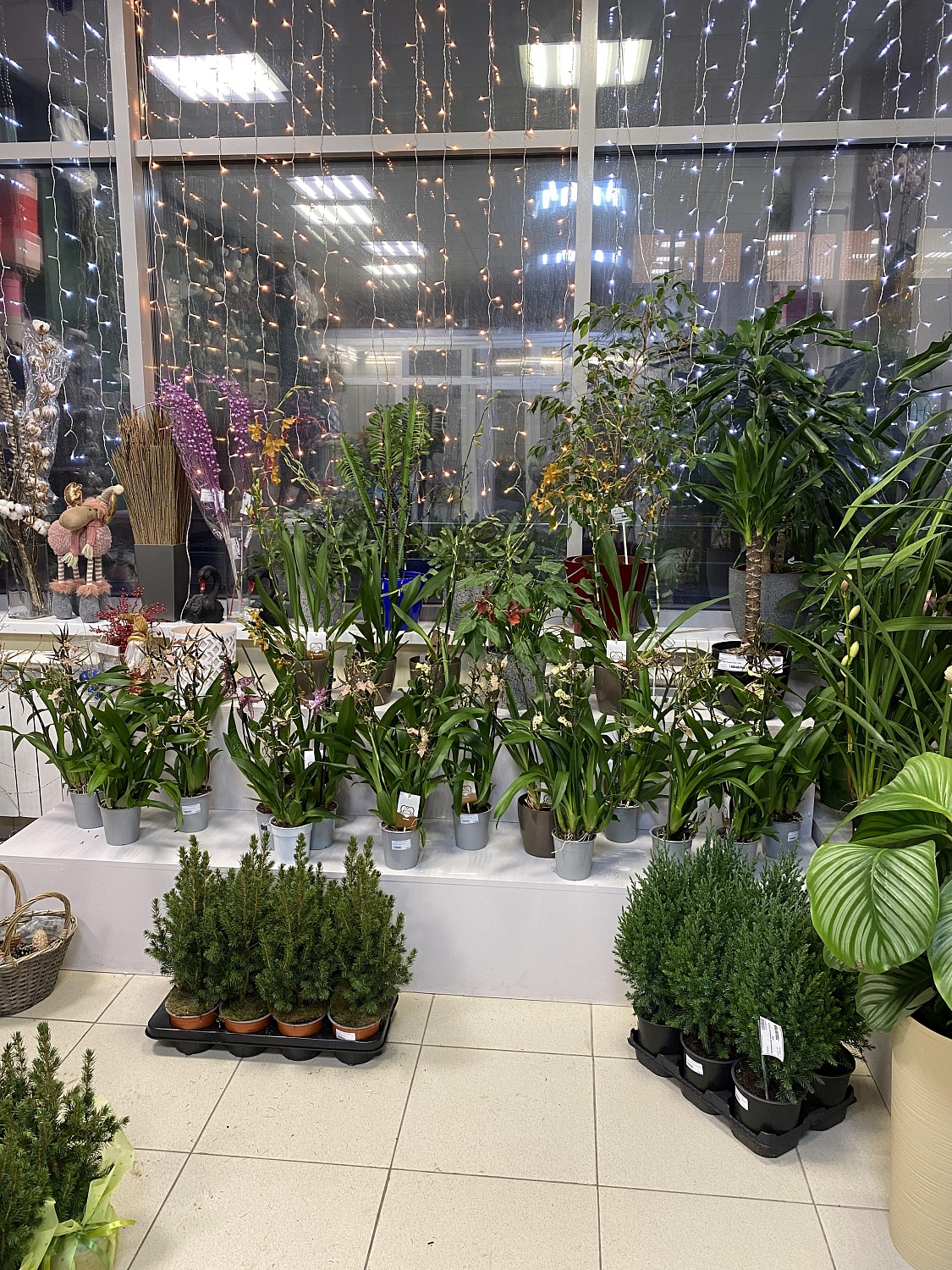 Новое поступление комнатных растений