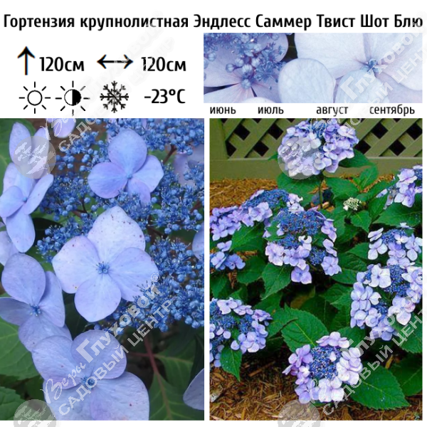 Гортензия крупнолистная "Эндлесс Саммер Твист Шот Блю" на фото