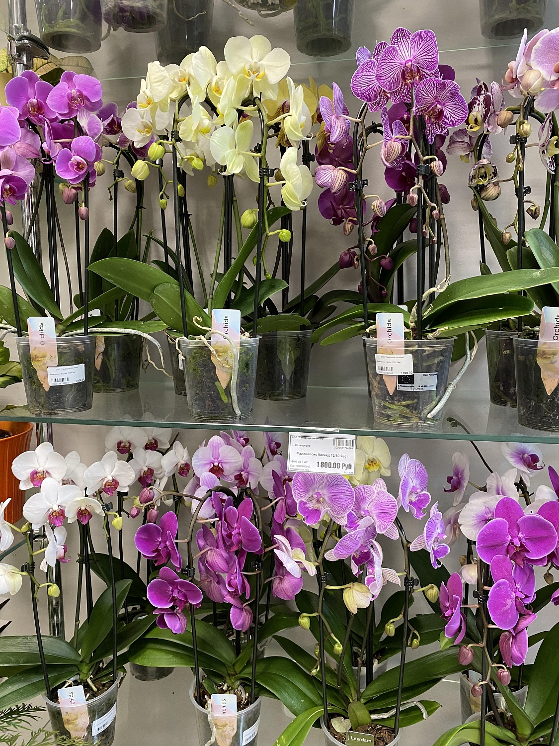 Новое поступление комнатных растений