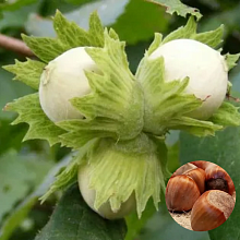 Основное изображение товара