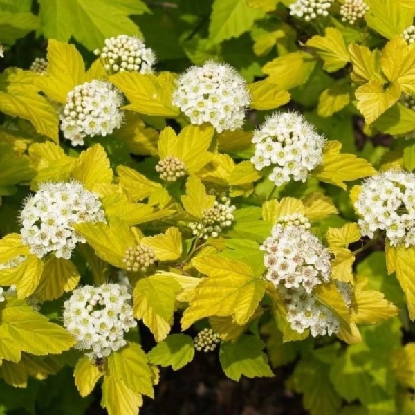 Пузыреплодник калинолистный «Дартс Голд» - Physocarpus opulifolius «Dart’s Gold»