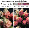 Гортензия метельчатая "Бэби Лейс" на фото