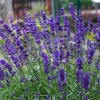 Лаванда узколистная (Lavandula angustifolia) Хидкоте С2 НСп/26