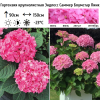 Гортензия крупнолистная (Hydrangea macrophyllа) Эндлесс Саммер Блумстар Пинк С3 БдН/25