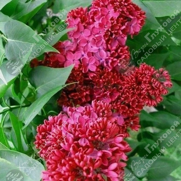 Сирень обыкновенная "Красная Москва" на фото