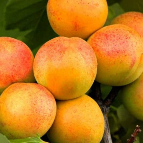 АБРИКОС “Триумф северный”