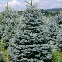 Основное изображение товара