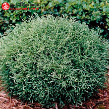 Основное изображение товара