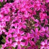 Флокс шиловидный (Phlox subulata) Темискаминг Р9 НАп/26