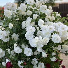 Основное изображение товара