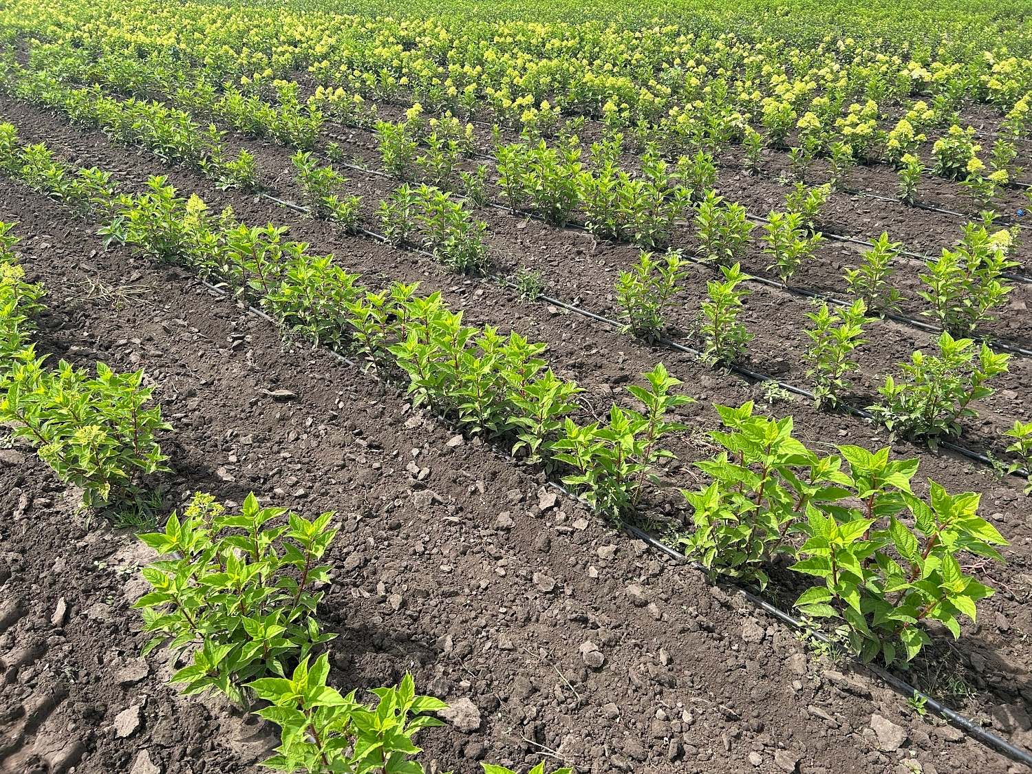 Новые решения в борьбе с сорняками