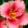 Лилейник (Hemerocallis) Черри Валентайн С3 ГлХ/26