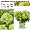Гортензия метельчатая (Hydrangea paniculata) Граундбрейкер Грини (Литтл Эппл) С3 НАп/25