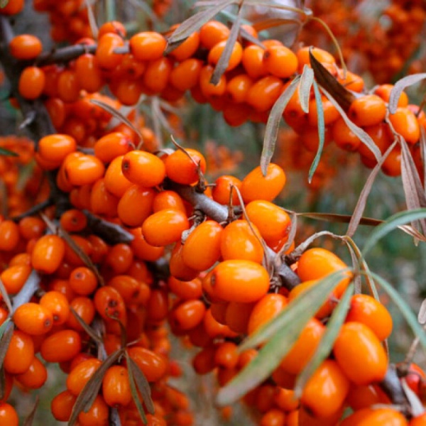 Основное изображение товара