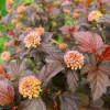 Пузыреплодник калинолистный (Physocarpus opulifolius) Меджикал Свит Черри Ти С3 СП/25