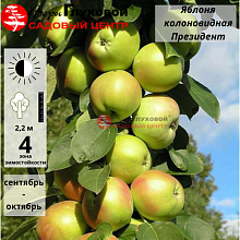 Яблоня колоновидная Президент (летний сорт)