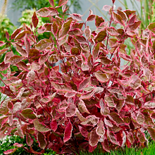 Основное изображение товара