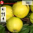 Яблоня 