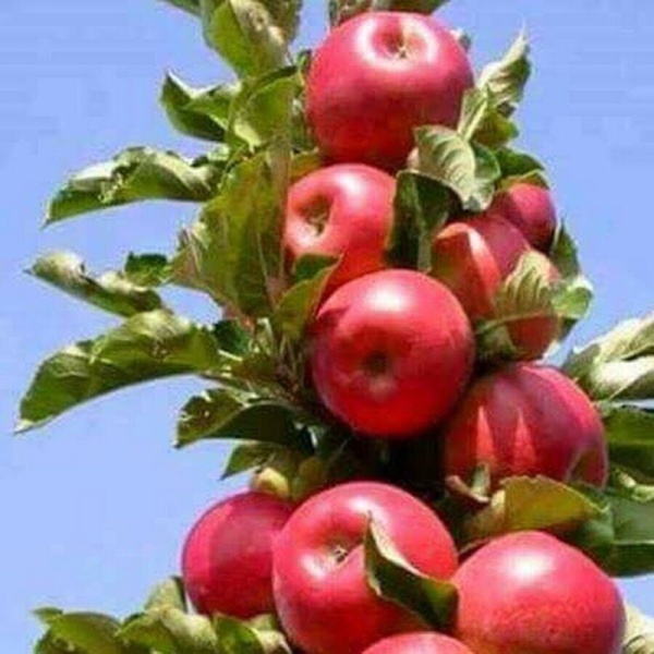 Основное изображение товара